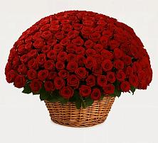 Премиум букет из: Розы в Александровке Наро-Фоминск